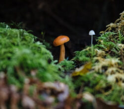 Sklep z zarodnikami grzybów