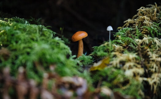 Sklep z zarodnikami grzybów